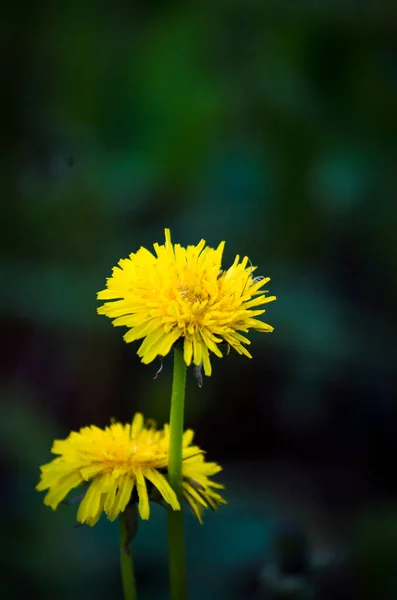 Yellow Dandelion Spring Medicinal Herb — Stock Photo, Image
