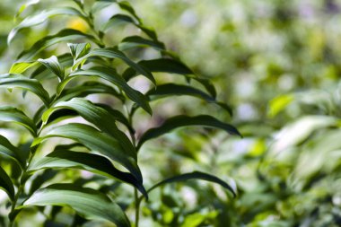 Güzel, desenli, zıt, arka plan olarak bitkisel bir bitkinin karmaşık yaprakları