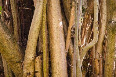 Uzun ömürlü, bir fındık ağacının dallı gövdesine yakın plan. Doğal ahşap dokusu