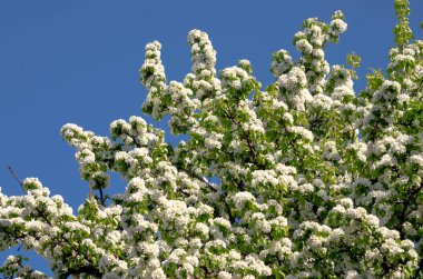 Çiçek açarken armut ağacı. Gökyüzüne karşı çiçekli dallar
