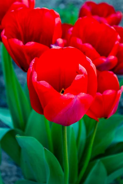 Tulipanes Rojos Cerca Flores Primavera Jardín — Foto de Stock