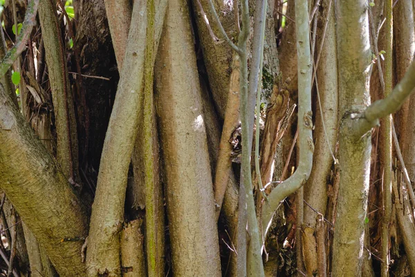 Vaste Plant Vertakte Stam Van Een Hazelaar Bush Close Natuurlijke Stockfoto