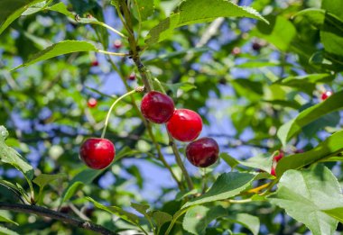 Ağaç dallarında kırmızı kiraz, bahçede olgunlaşan hasat.