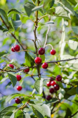 Ağaç dallarında kırmızı kiraz, bahçede olgunlaşan hasat.