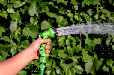 Su püskürtme hortumuyla bitkileri sulamak ya da sulamak bir insanın elindedir..