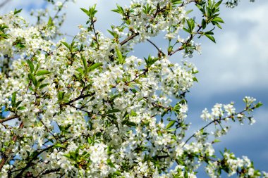 Bahçede ilkbaharda sık beyaz çiçek açan kiraz ağacı.
