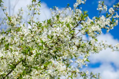 Bahçede ilkbaharda sık beyaz çiçek açan kiraz ağacı.