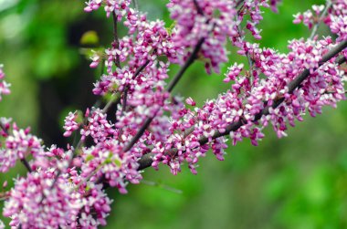 Kızıl ağaç, çiçek açan mor yapraklı bir ağaçtır, Cercis ya da Judas ağacı. Küçük çiçekli dallar yakın..