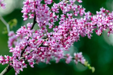 Kızıl ağaç, çiçek açan mor yapraklı bir ağaçtır, Cercis ya da Judas ağacı. Küçük çiçekli dallar yakın..