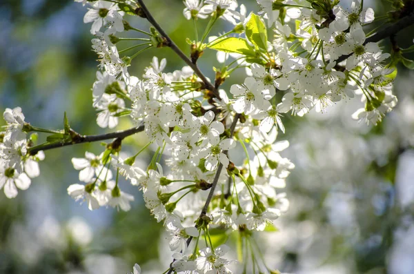Cerezo Flor Blanca Densa Primavera Jardín —  Fotos de Stock