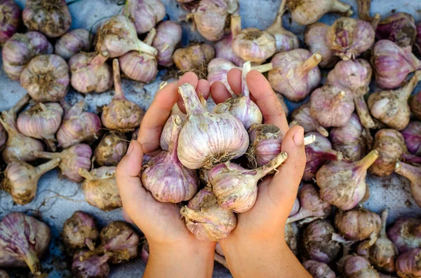 Vers Geplukte Knoflook Uit Tuin Hoofden Zijn Niet Gezuiverd Van Stockfoto