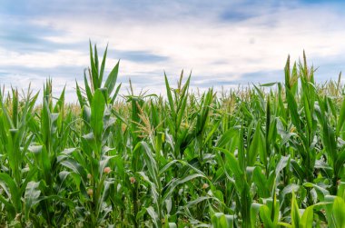 Mısır ekilmiş tarım tarlası. Olgunlaşma mevsiminde mısır tarlası.