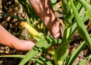 Mısır tarlasında mısırı elle biçmek. Çiftçi elleri kapalı..