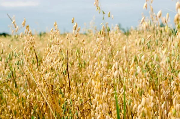 畑の近くのオート麦の熟した黄色の小穂 — ストック写真