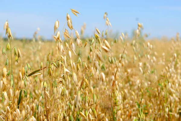 畑の近くのオート麦の熟した黄色の小穂 — ストック写真