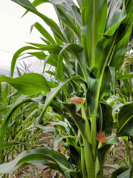 Campo Agrícola Sembrado Con Maíz Campo Maíz Temporada Maduración —  Fotos de Stock