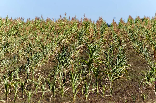 トウモロコシで播種された農業分野 熟成期のトウモロコシ畑 — ストック写真
