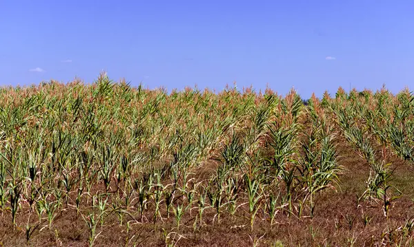 トウモロコシで播種された農業分野 熟成期のトウモロコシ畑 — ストック写真