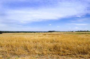 Yazın çim biçme tahıl tarlası. Mavi gökyüzüne karşı altın sakallı manzara. Sakal, hasat.
