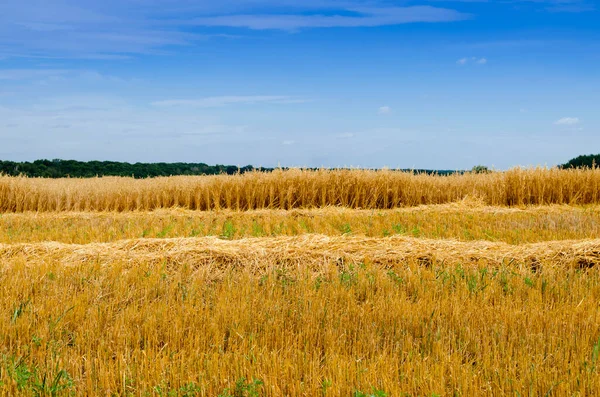 夏の穀物の芝生 青空に対して黄金の頑固と風景 安定した収穫 — ストック写真