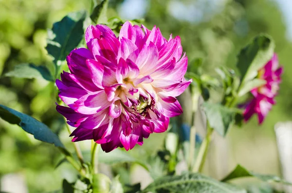 Schöne Große Rosa Dahlien Blühen Garten — Stockfoto