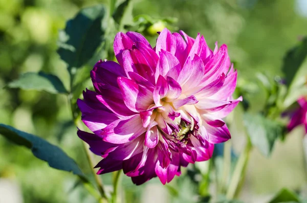 Schöne Große Rosa Dahlien Blühen Garten — Stockfoto