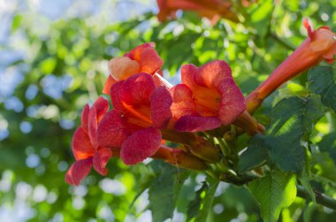 Çiçek açan kampüs çalılarının portakal çiçekleri.