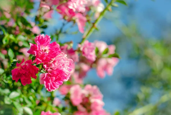 Hermosas Rosas Pequeñas Color Rosa Suave Rosas Arbustivas Contra Cielo —  Fotos de Stock