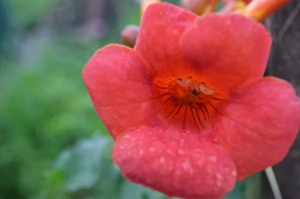 開花期のオレンジの花キャンプブッシュの終わり — ストック写真