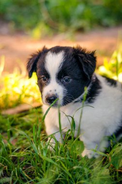 Çimlerde küçük, şirin beyaz bir yarrak
