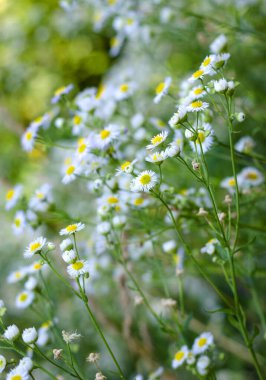 Küçük, beyaz papatya çiçekleri. Papatyaların çiçekli arka planı
