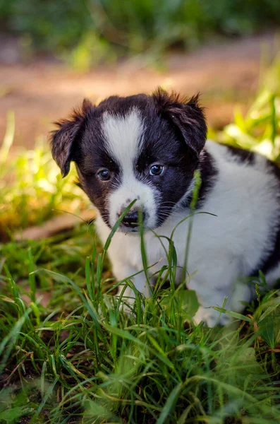 Pequeño Lindo Pinchazo Blanco Hierba — Foto de Stock