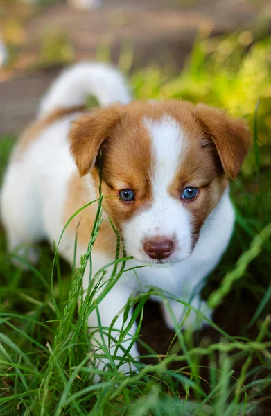 Klein Schattig Wit Prikje Het Gras — Stockfoto