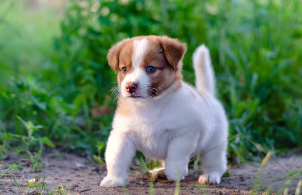 Klein Schattig Wit Prikje Het Gras — Stockfoto