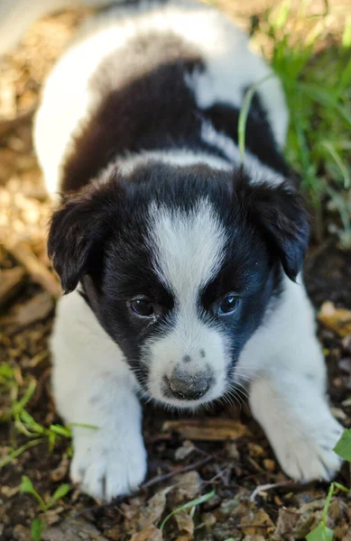 Klein Schattig Wit Prikje Het Gras — Stockfoto