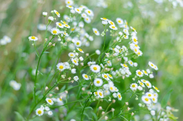 Kleine Weiße Margeriten Wildblumen Floraler Hintergrund Von Gänseblümchen — Stockfoto