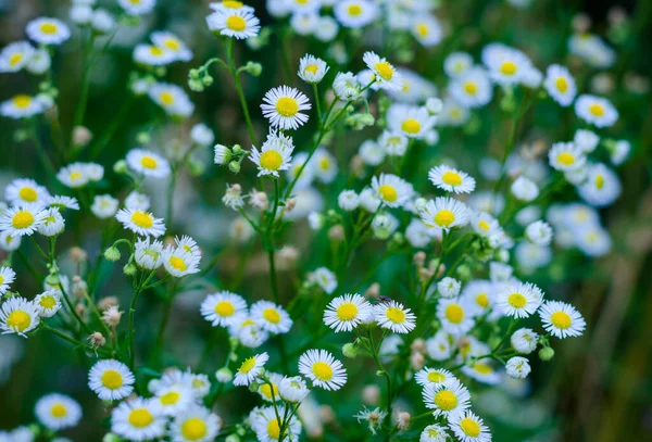 Kicsi Fehér Százszorszép Vadvirágok Százszorszépek Virágos Háttere — Stock Fotó