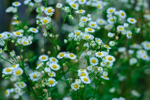 Kleine Weiße Margeriten Wildblumen Floraler Hintergrund Von Gänseblümchen — Stockfoto