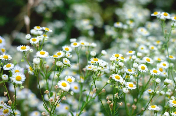 Kleine Weiße Margeriten Wildblumen Floraler Hintergrund Von Gänseblümchen — Stockfoto