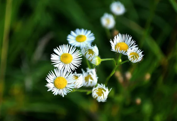 Kleine Weiße Margeriten Wildblumen Floraler Hintergrund Von Gänseblümchen — Stockfoto