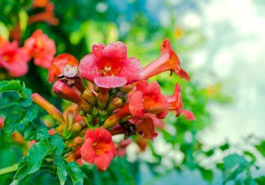 Çiçek açan kampüs çalılarının portakal çiçekleri.