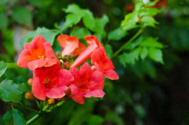 Çiçek açan kampüs çalılarının portakal çiçekleri.