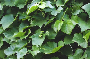 Arkaplan şeklinde üzüm yaprakları. Üzüm yaprakları duvarı