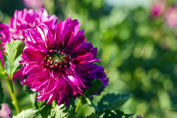 Schöne Große Rosa Dahlien Blühen Garten — Stockfoto