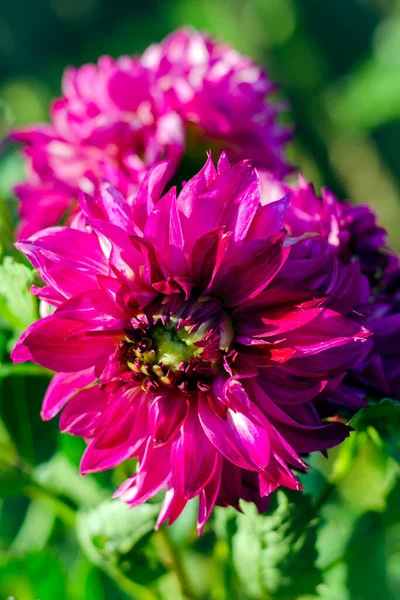 Schöne Große Rosa Dahlien Blühen Garten — Stockfoto