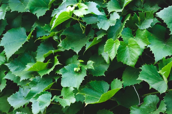 leaves of grapes in the form of a background. Wall of grape leaves