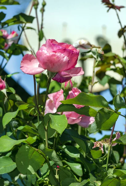 Bush Rosas Rosadas Jardín Cerca —  Fotos de Stock