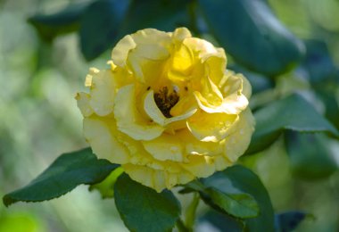 Bahçedeki sarı güllerin çalıları yakın.