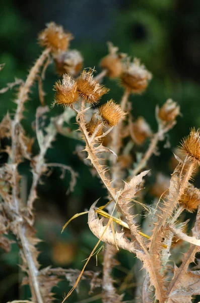 秋に乾燥したごぼう 近くの畑の薬用植物 — ストック写真