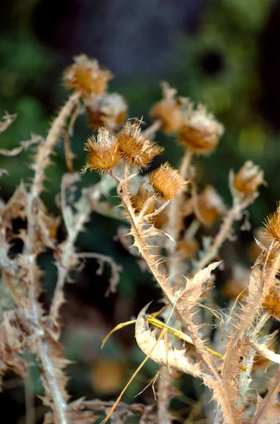 秋に乾燥したごぼう 近くの畑の薬用植物 — ストック写真
